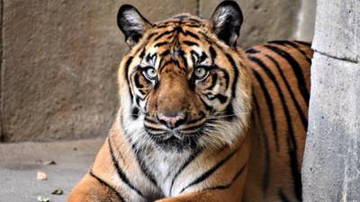 Memphis Zoo mourns death of Sumatran tigress