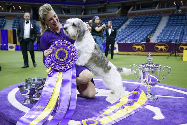 Dog Show 101: What's what at the Westminster Kennel Club