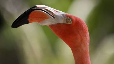 Flamingos found in unusual places after Hurricane Idalia