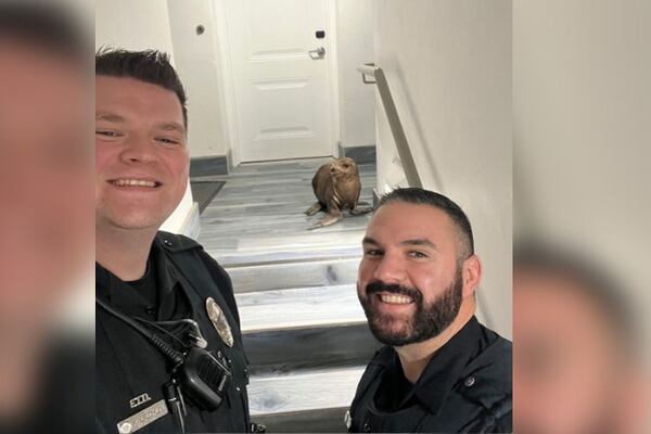 Officers help relocate seal that wandered into California hotel